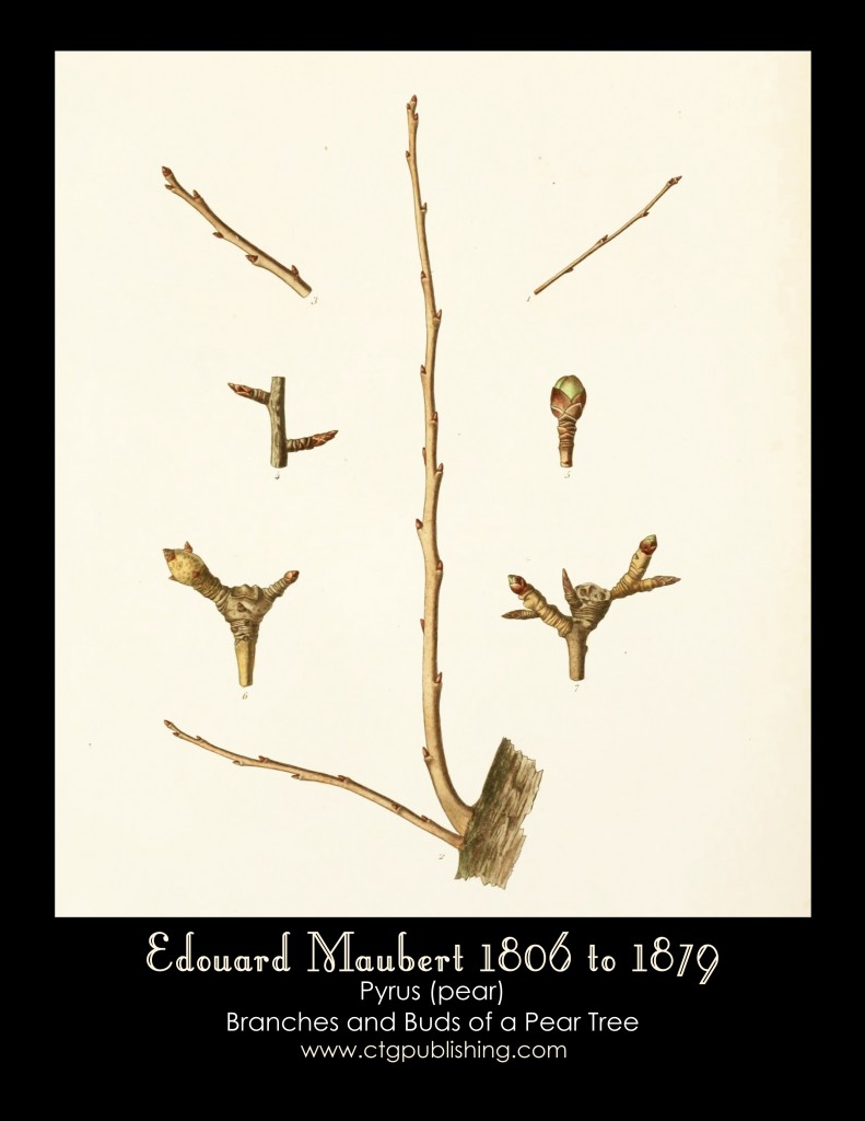 Pear Branches and Blossoms Illustration by Edouard Maubert