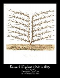 Pear Tree Illustration No. 1 by Edouard Maubert