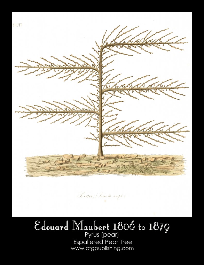 Pear Tree Illustration No. 2 by Edouard Maubert