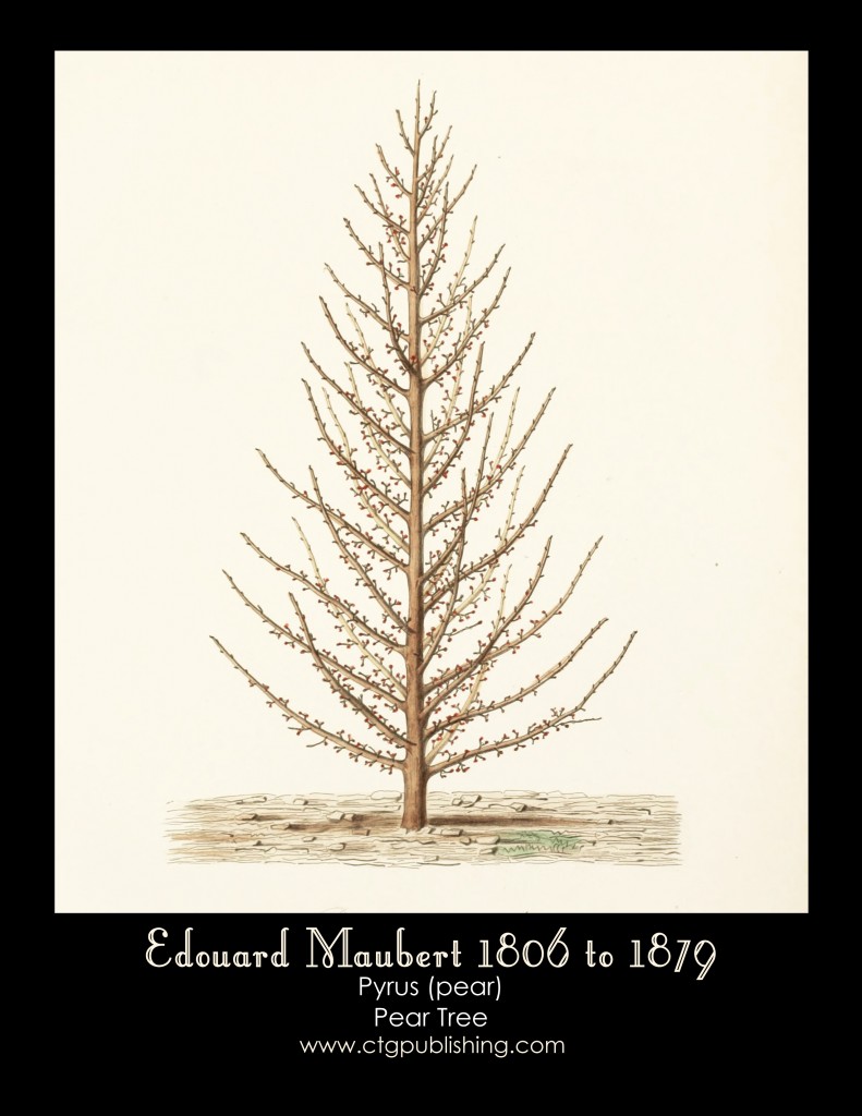 Pear Tree Illustration No. 3 by Edouard Maubert