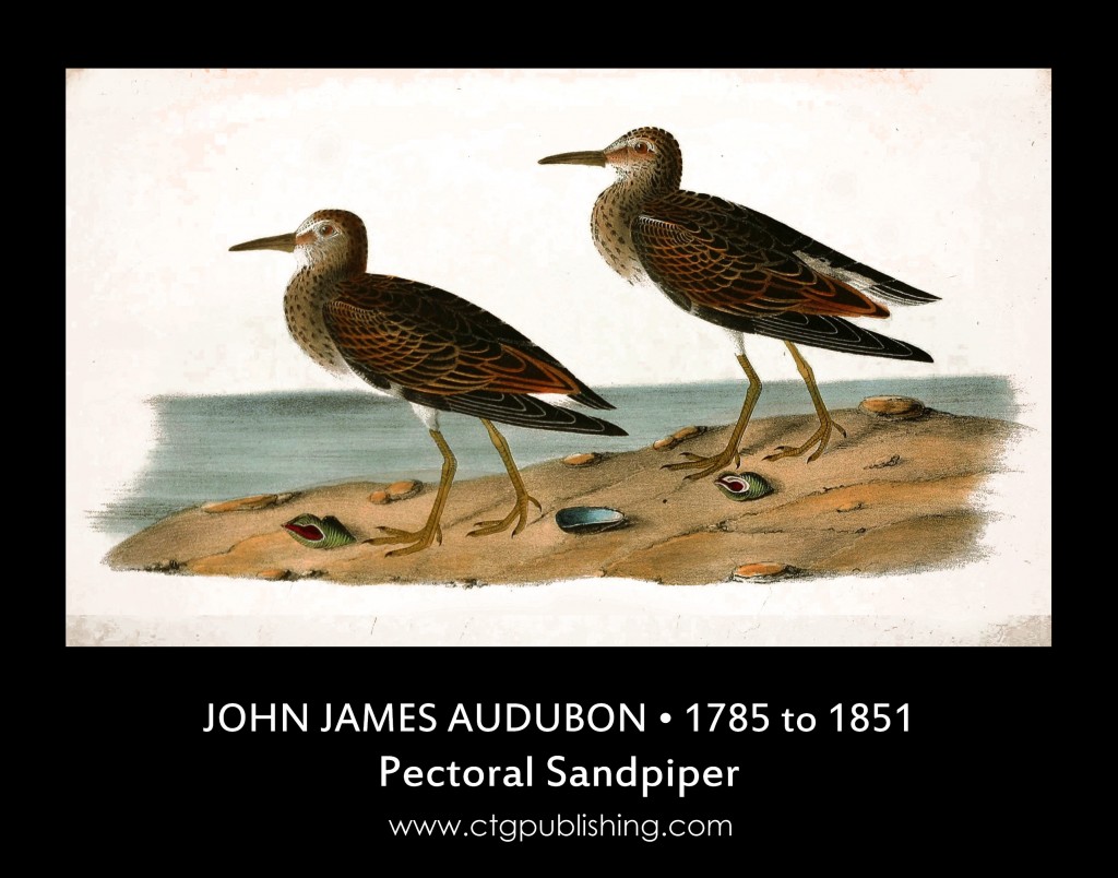 Pectoral Sandpiper - Illustration John James Audubon circa 1840