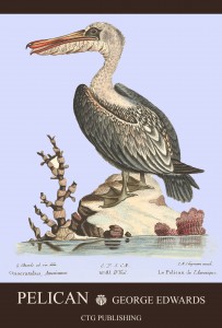 Pelican Illustration by George Edwards