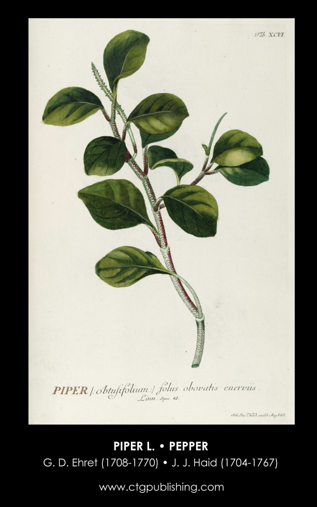 Pepper Illustration by Georg Dionysius Ehret