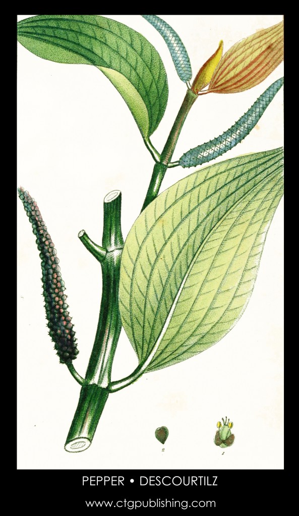 Pepper Plant Illustration by Descourtilz