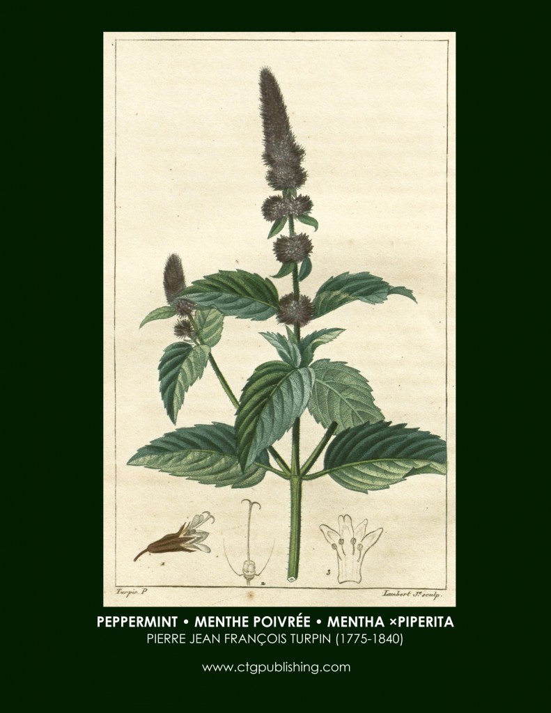 Peppermint Botanical Print by Turpin