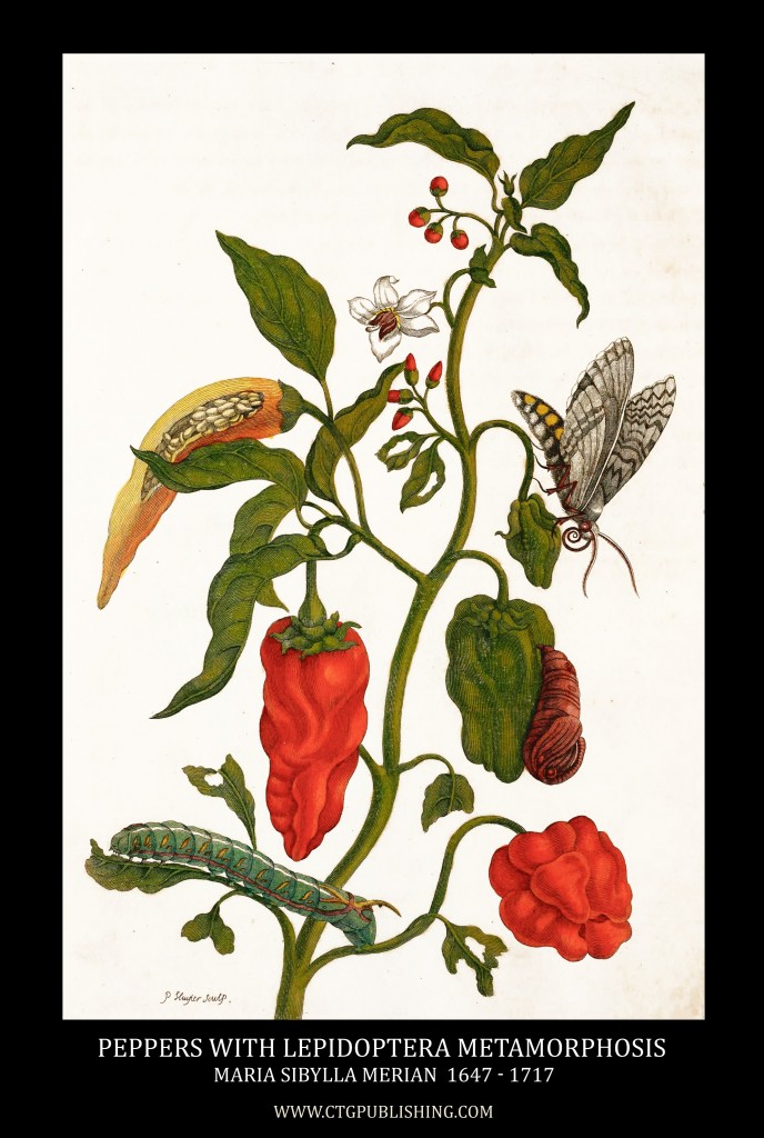 Peppers and Lepidoptera Metamorphosis Image by Maria Sibylla Merian circa 1705