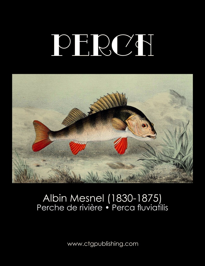 Perch - Fish Illustration by Albin Mesnel
