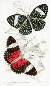 Peridromia Arethusa and Peridromia Amphinome Butterflies - Illustration by W.H. Lizars circa 1858