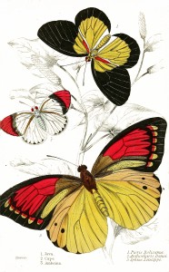 Pieris Belisama, Anthocharis Danai and Iphias Leucippe Butterflies - Illustration by W.H. Lizars circa 1858