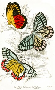 Pieris Epicharis and Pieris Philyra Butterflies - Illustration by W.H. Lizars circa 1858