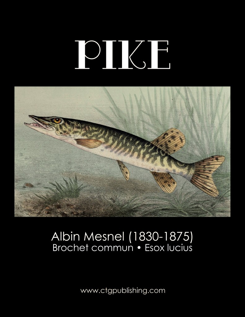 Pike - Fish Illustration by Albin Mesnel
