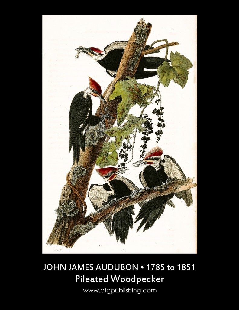 Pileated Woodpecker - Illustration John James Audubon circa 1840