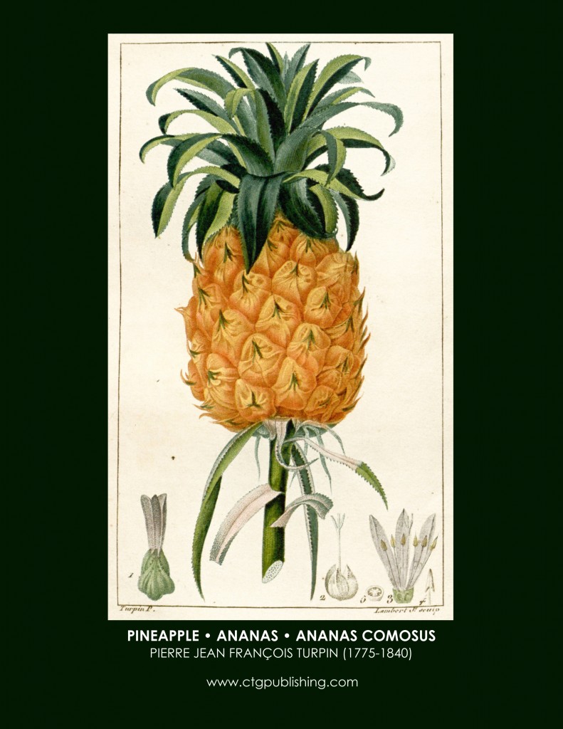 Pineapple Botanical Print by Turpin
