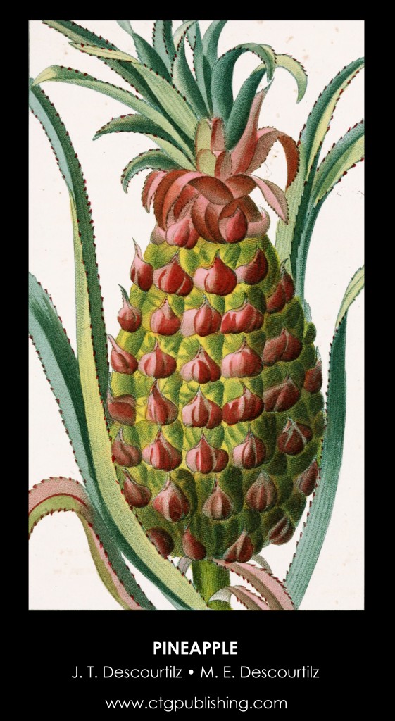 Pineapple Illustration by Descourtilz