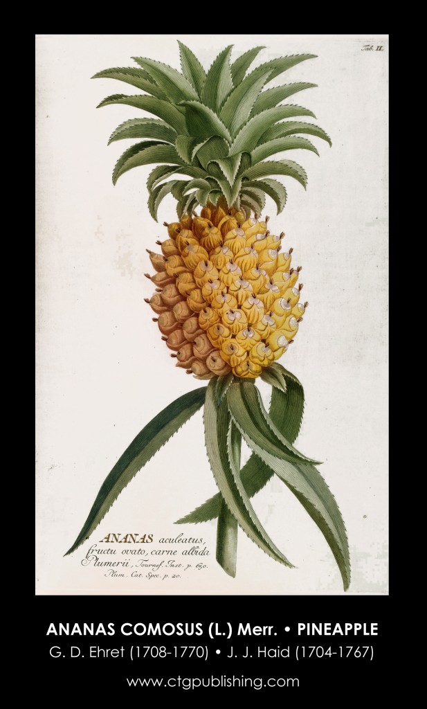 Pineapple Illustration by Georg Dionysius Ehret