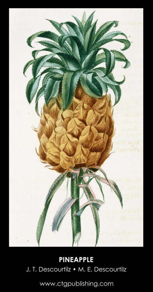 Pineapple Illustration by Descourtilz