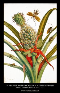 Pineapple and Cockroach Metamorphosis Image by Maria Sibylla Merian circa 1705