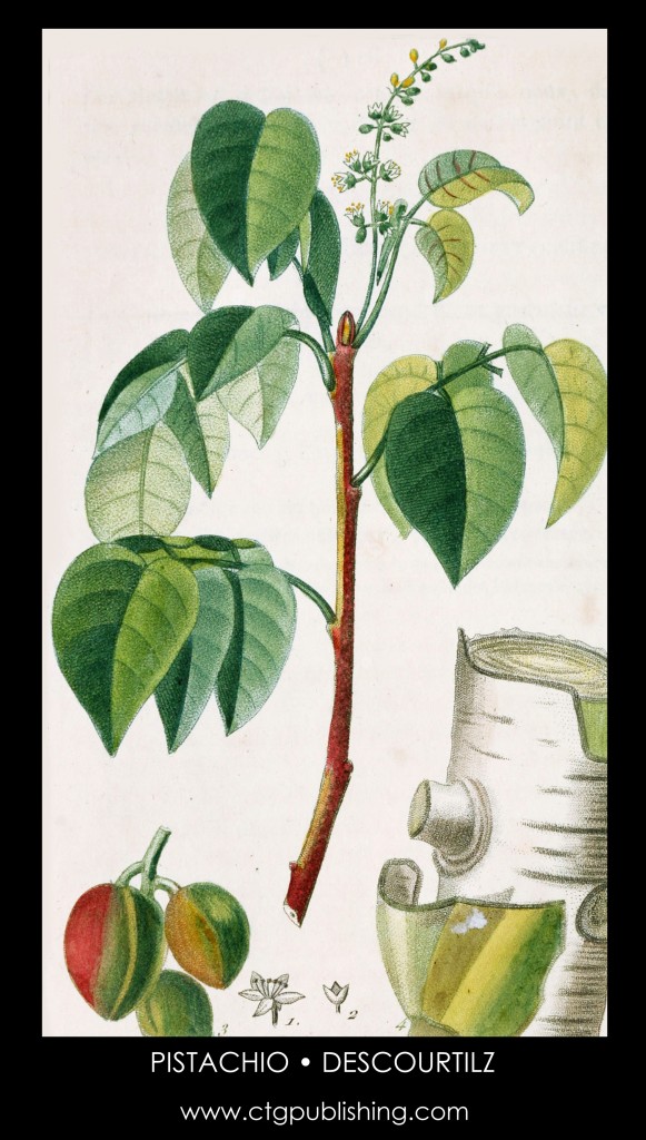Pistachio Tree Illustration by Descourtilz
