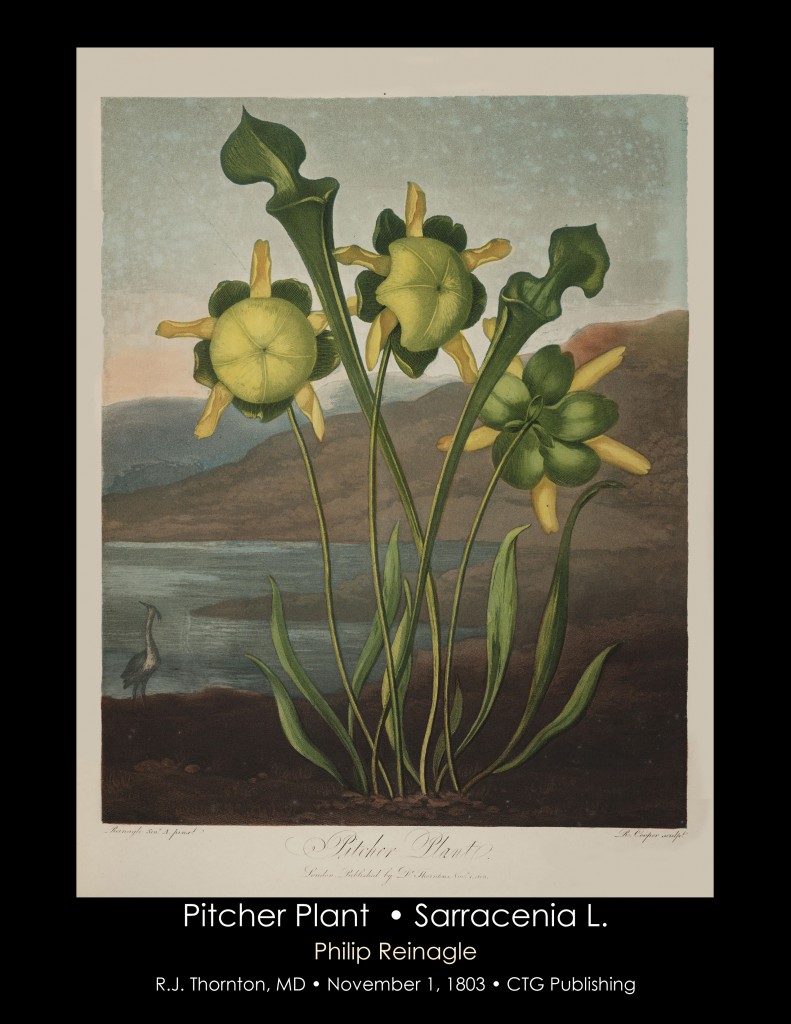 Pitcher Plant Illustration from Temple of Flora R.J. Thornton published 1803