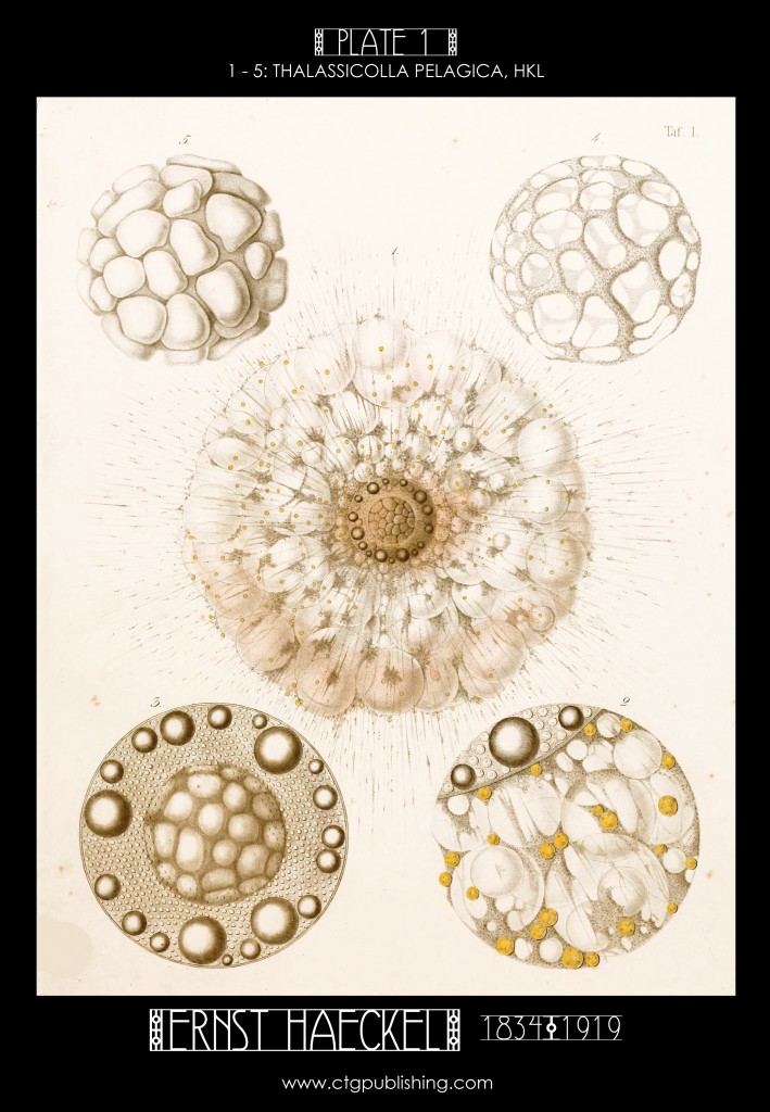 Radiolaria Plate 1 - Marine  Plankton Illustration by Ernst Haeckel