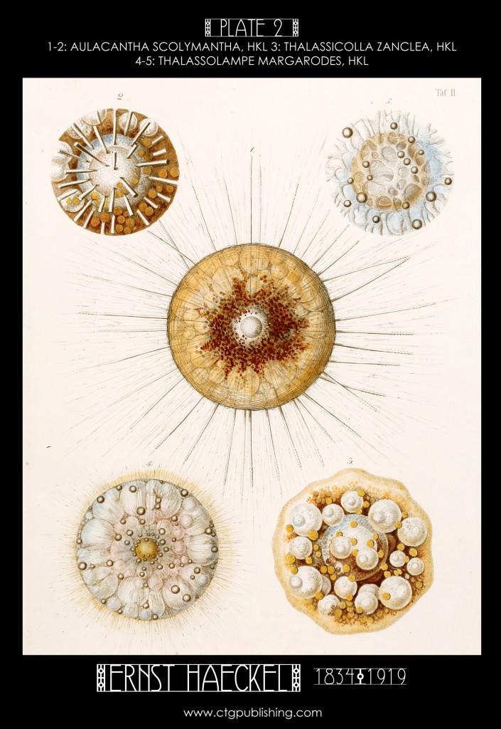 Radiolaria Plate 2 - Marine  Plankton Illustration by Ernst Haeckel