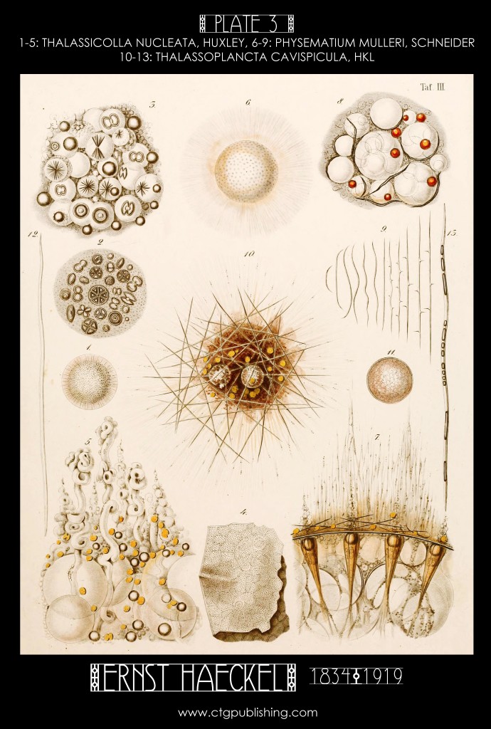 Radiolaria Plate 3 - Marine  Plankton Illustration by Ernst Haeckel