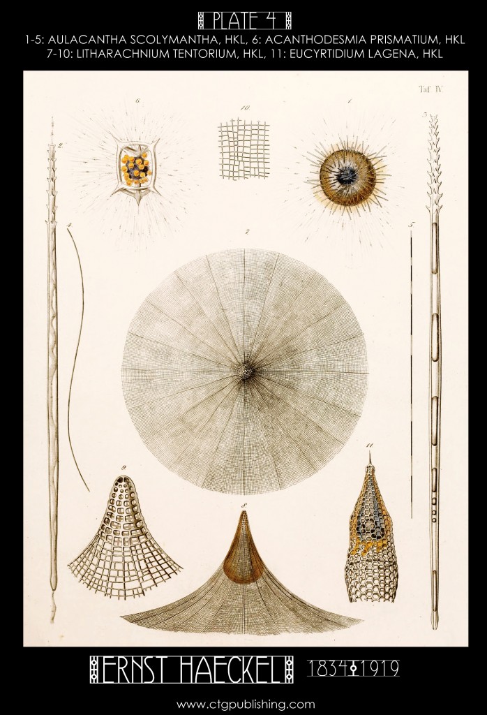Radiolaria Plate 4 - Marine  Plankton Illustration by Ernst Haeckel