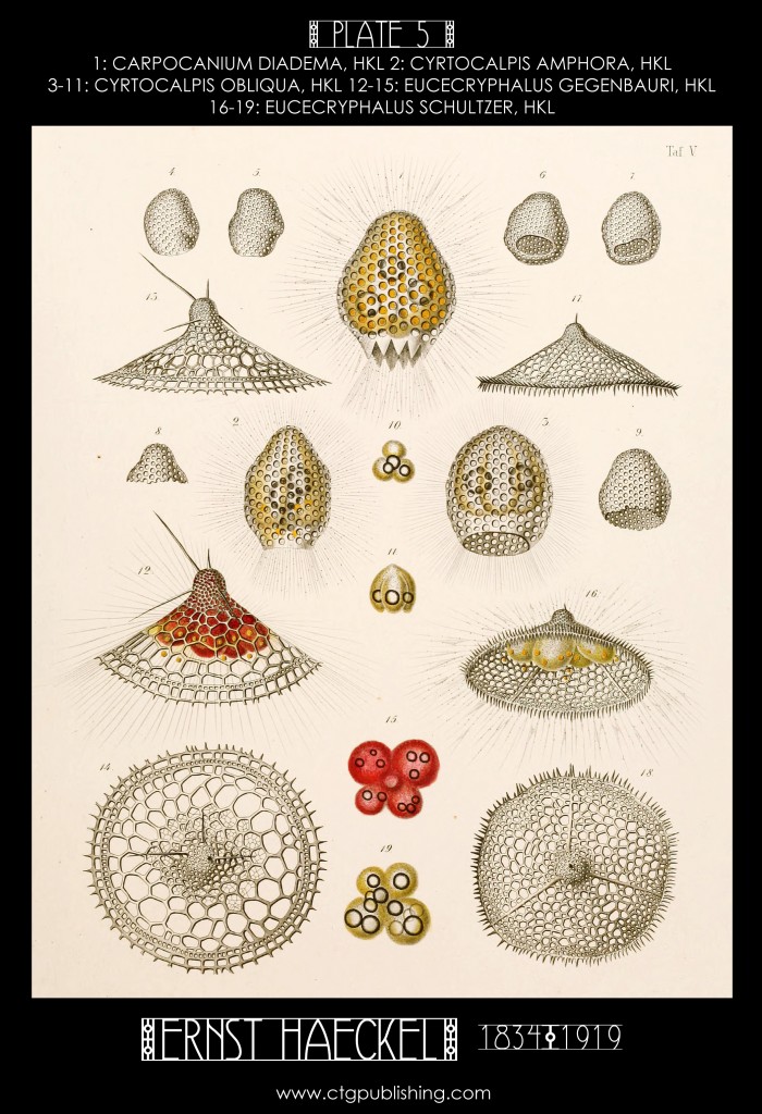 Radiolaria Plate 5 - Marine  Plankton Illustration by Ernst Haeckel