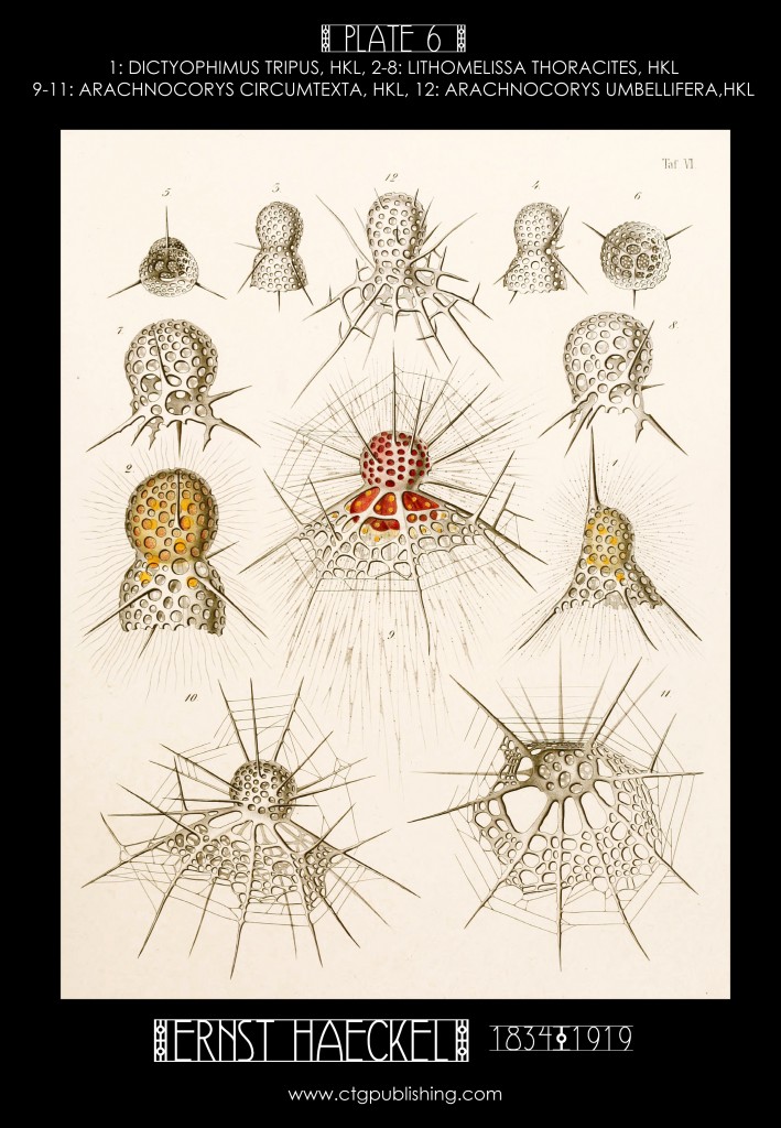 Radiolaria Plate 6 - Marine  Plankton Illustration by Ernst Haeckel