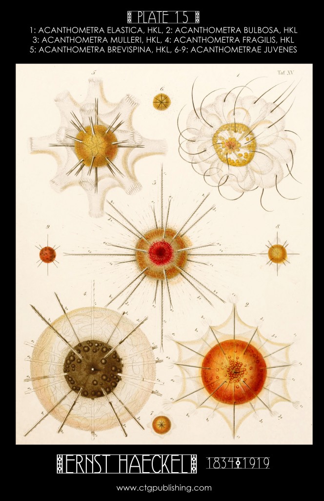 Radiolaria Plate 15 - Marine  Plankton Illustration by Ernst Haeckel