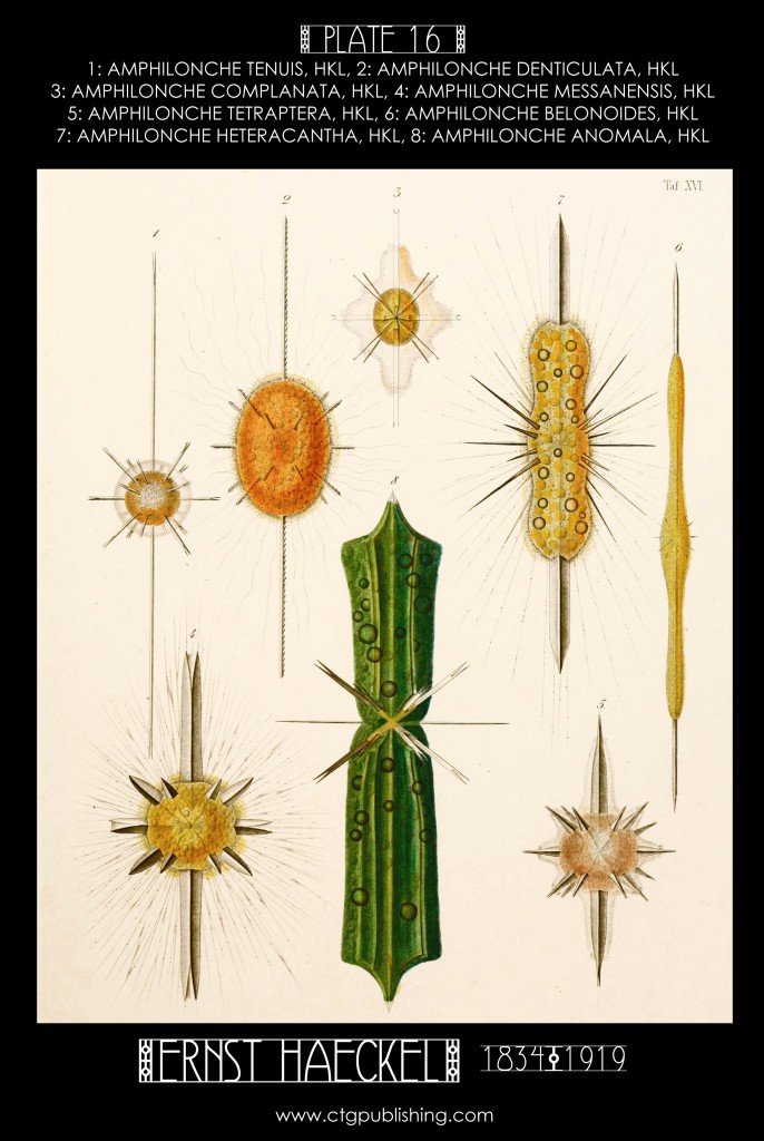 Radiolaria Plate 16 - Marine  Plankton Illustration by Ernst Haeckel