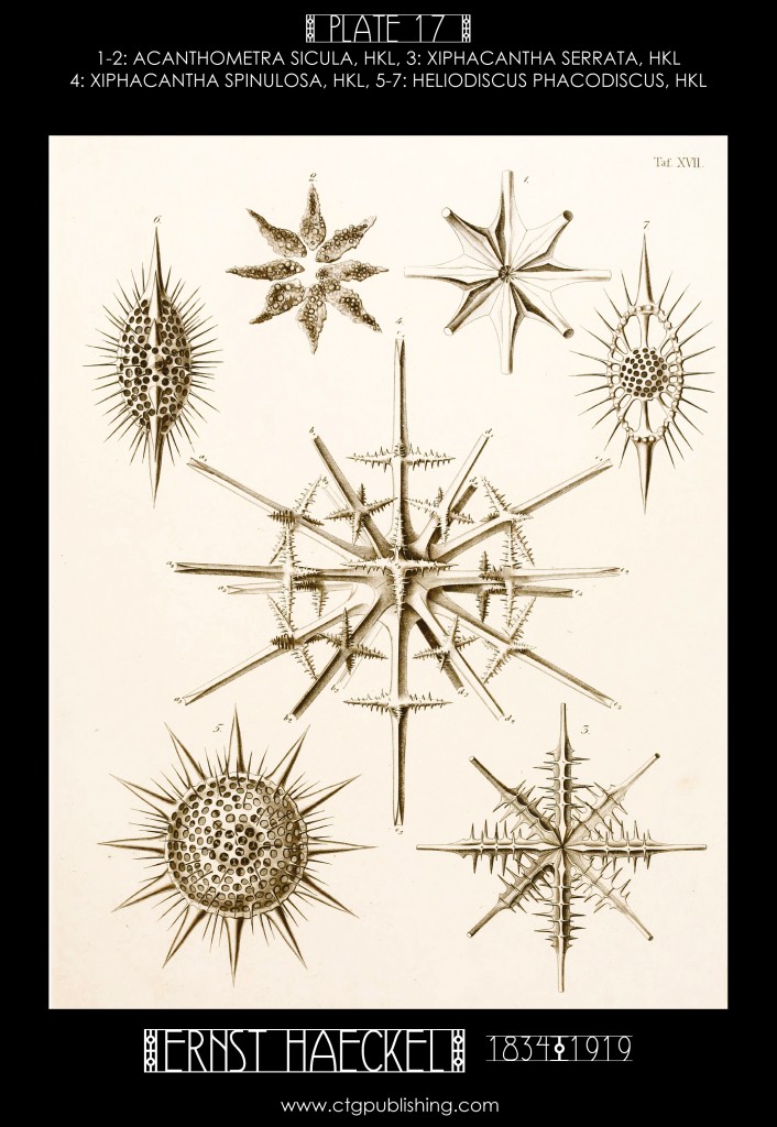 Radiolaria Plate 17 - Marine  Plankton Illustration by Ernst Haeckel