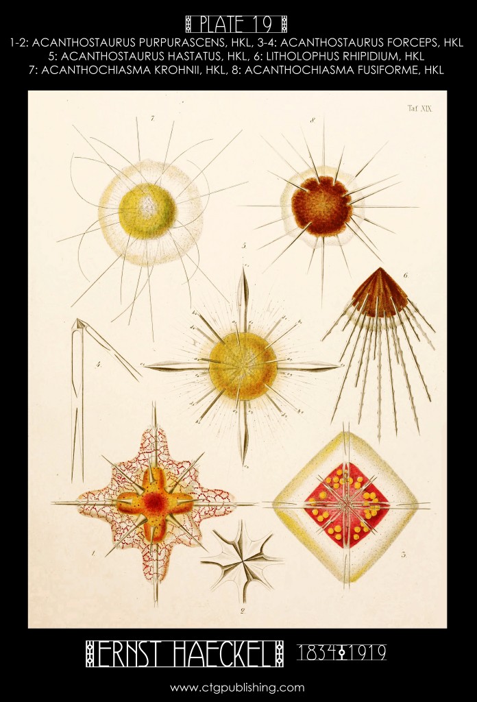 Radiolaria Plate 19 - Marine  Plankton Illustration by Ernst Haeckel
