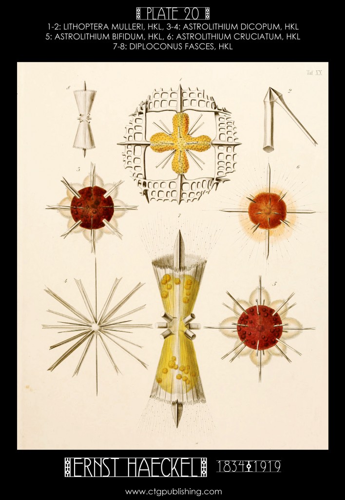 Radiolaria Plate 20 - Marine  Plankton Illustration by Ernst Haeckel