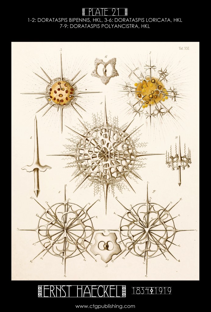 Radiolaria Plate 21 - Marine  Plankton Illustration by Ernst Haeckel