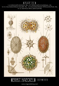 Radiolaria Plate 22 - Marine Plankton Illustration by Ernst Haeckel
