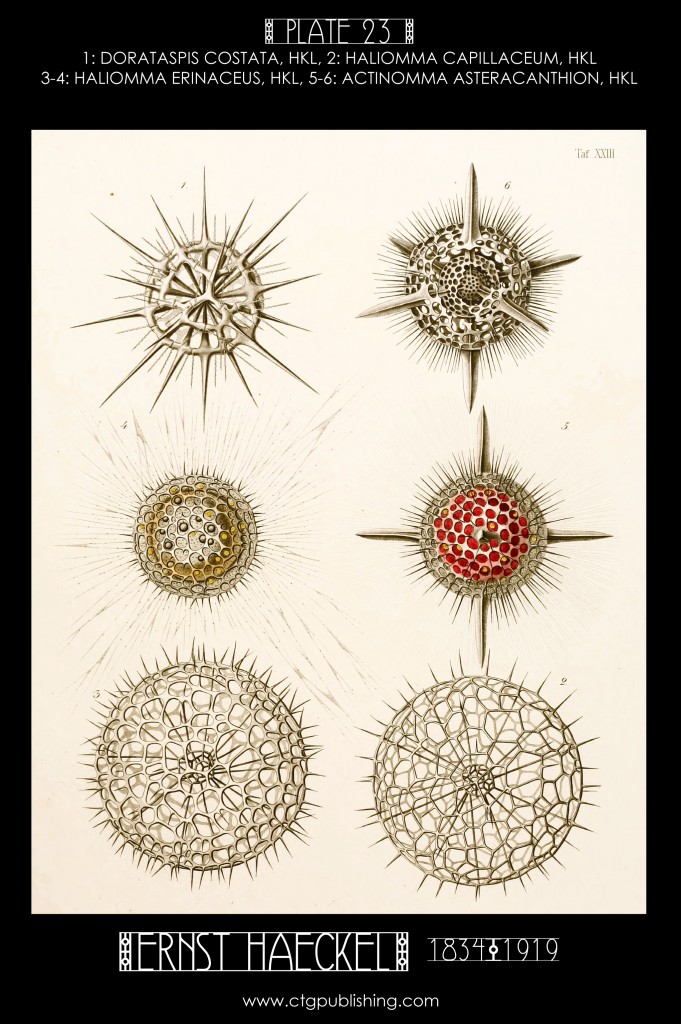 Radiolaria Plate 23 - Marine Plankton Illustration by Ernst Haeckel