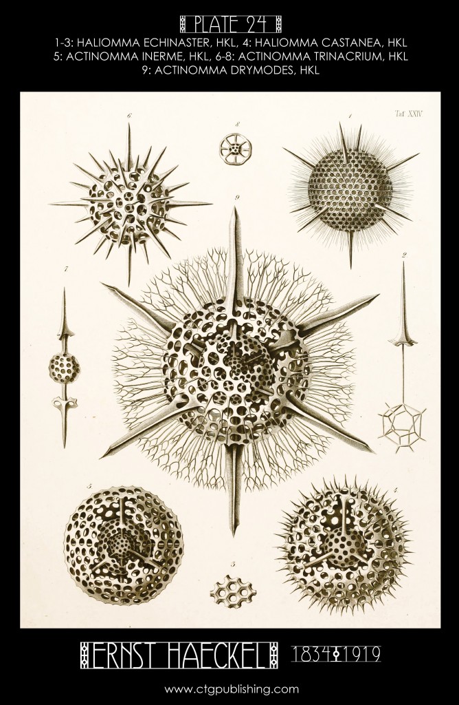 Radiolaria Plate 24 - Marine Plankton Illustration by Ernst Haeckel