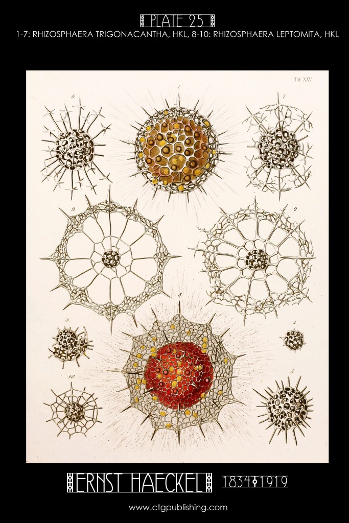 Radiolaria Plate 25 - Marine Plankton Illustration by Ernst Haeckel