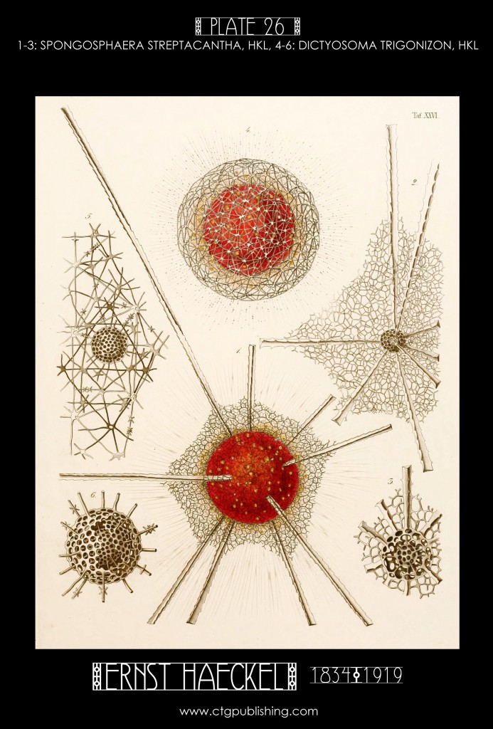 Radiolaria Plate 26 - Marine Plankton Illustration by Ernst Haeckel