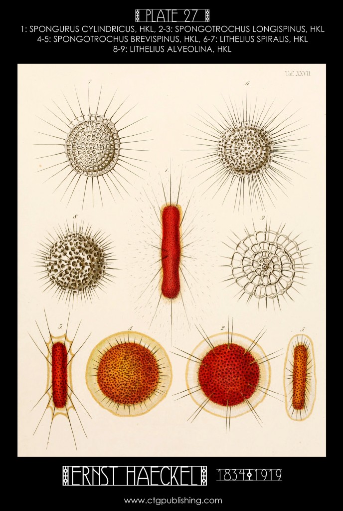 Radiolaria Plate 27 - Marine Plankton Illustration by Ernst Haeckel