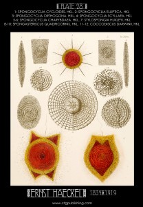 Radiolaria Plate 28 - Marine Plankton Illustration by Ernst Haeckel
