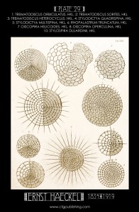 Radiolaria Plate 29 - Marine Plankton Illustration by Ernst Haeckel