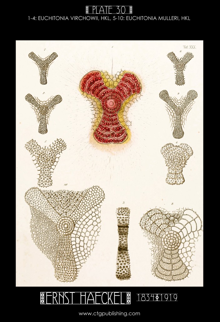 Radiolaria Plate 30 - Marine Plankton Illustration by Ernst Haeckel