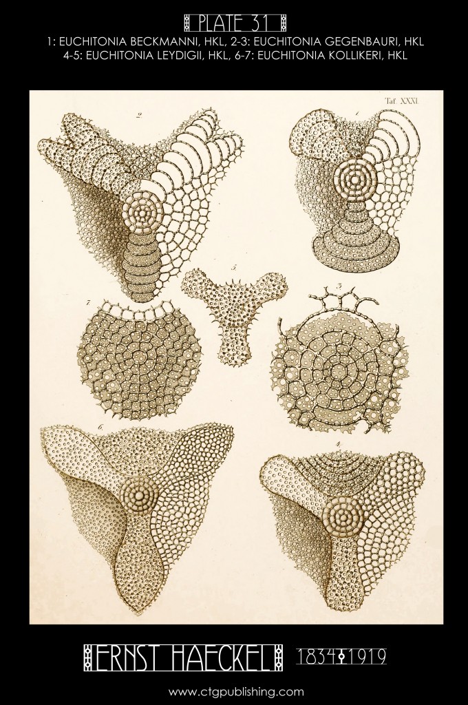 Radiolaria Plate 31 - Marine Plankton Illustration by Ernst Haeckel