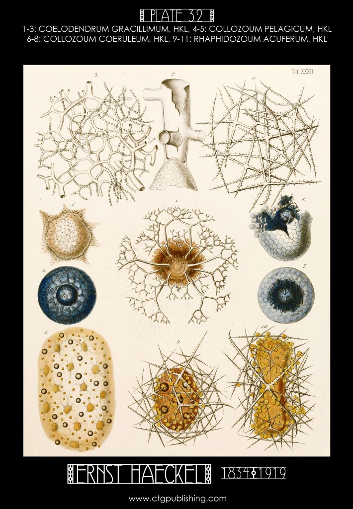Radiolaria Plate 32 - Marine Plankton Illustration by Ernst Haeckel