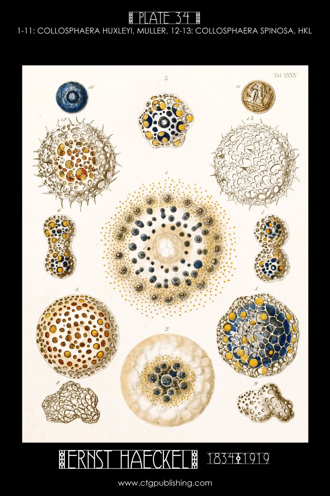 Radiolaria Plate 34 - Marine Plankton Illustration by Ernst Haeckel