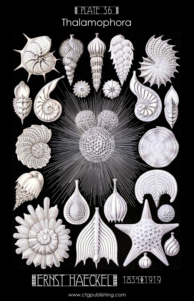 Thalamophora - Illustration by Ernst Haeckell