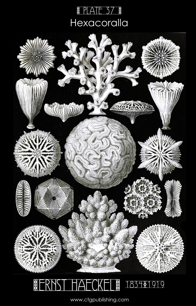 Corals - Hexacorall[i]a Illustration by Ernst Haeckell