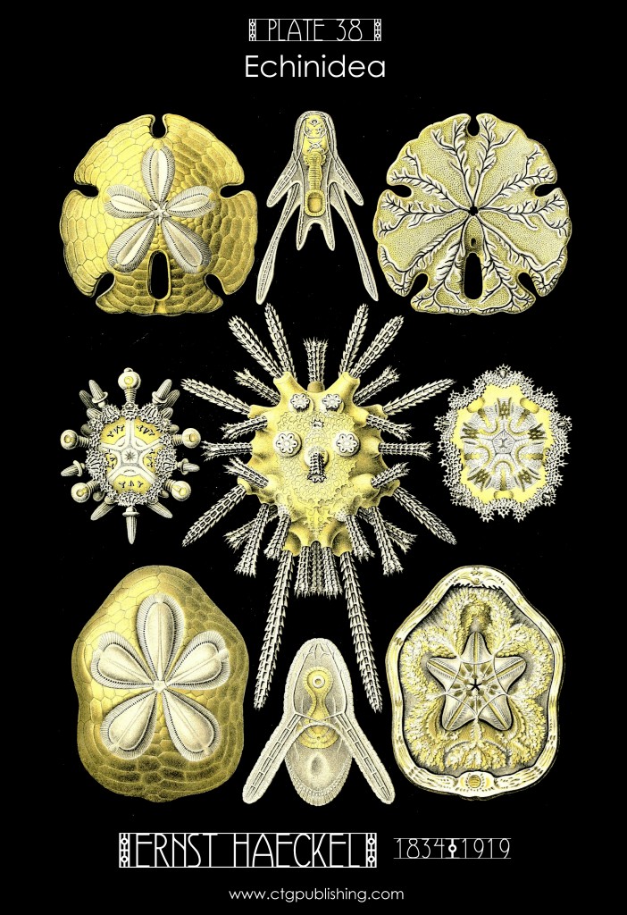 Sea Urchins - Echinidea Illustration by Ernst Haeckell